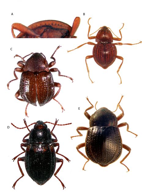 Diagnostic Characteristics For Adults Of The Elmidae Genera A Download Scientific Diagram