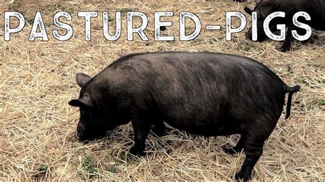 Pigs On Pasture Moving Our American Guinea Hogs Youtube