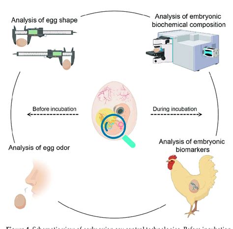 Schematic View Of Early Avian Sex Control Technologies Before Download Scientific Diagram