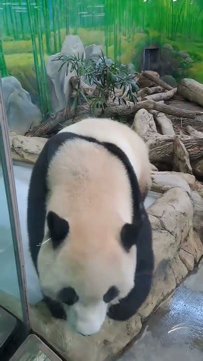 圓寶來窗邊看兩腳獸 Panda 可愛 Cute Zoo Youtube