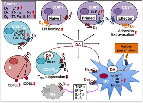 Frontiers Critical Neurotransmitters In The Neuroimmune Network