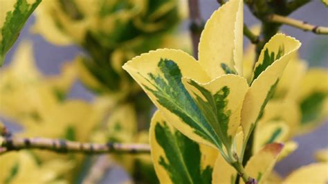 Trzmielina Fortune a Euonymus fortunei opis wygląd wymagania