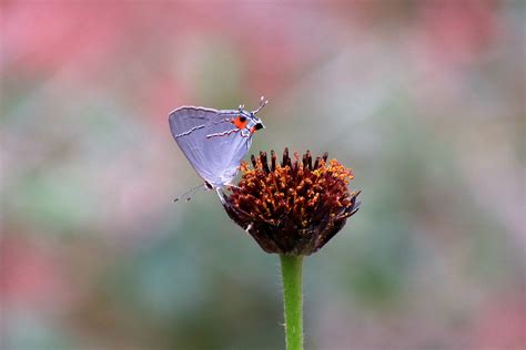 Gray Hairstreak Butterfly | Beautiful pictures, Plants, Beautiful