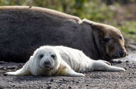 Grey seal pups caught on camera as birthing season approaches its peak | BT