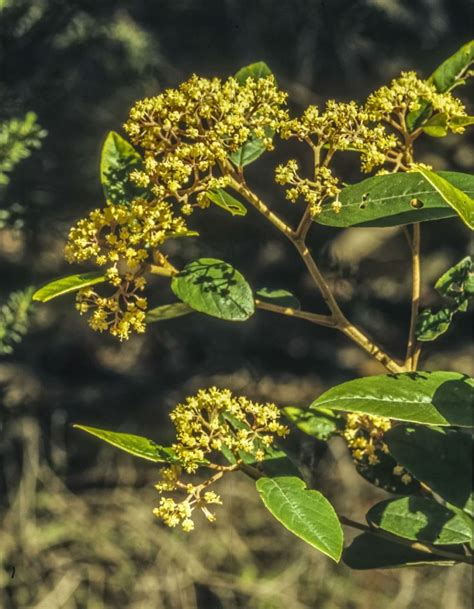 Pomaderris Elliptica Australian Plants Society