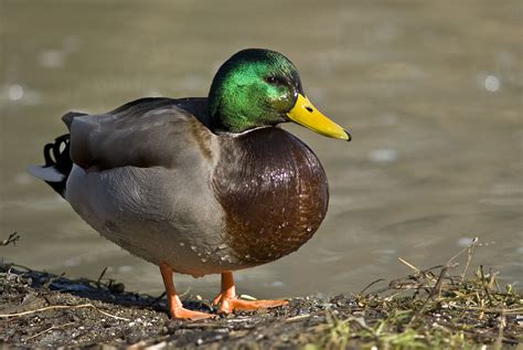 Patke Anatidae Simpatične Domaće životinje