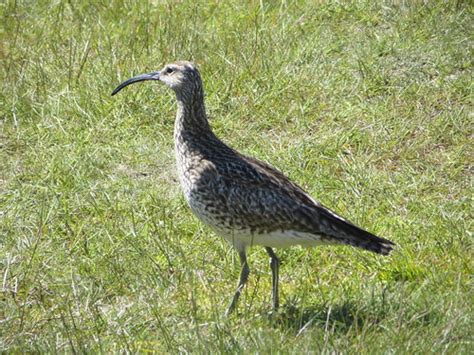 Whimbrel Numenius Phaeopus Misiekmintus Flickr