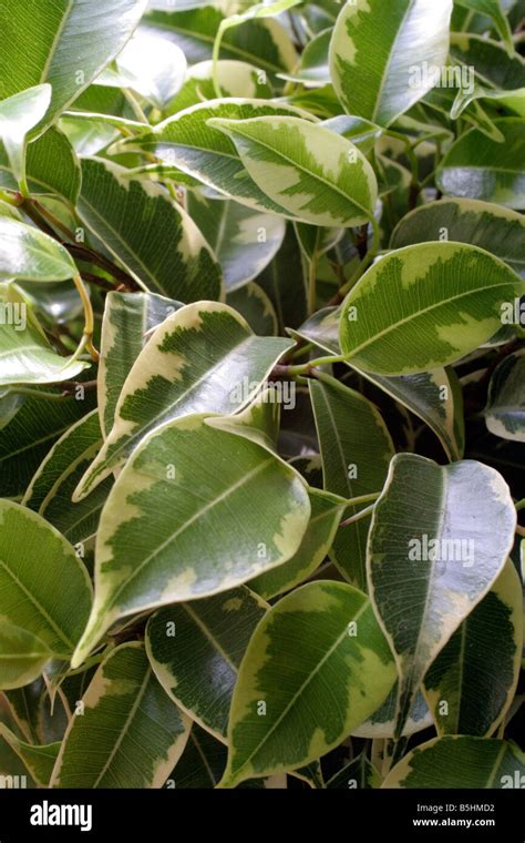 Variegated Ficus Hi Res Stock Photography And Images Alamy