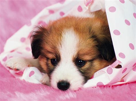 Download Puppy Dog Animal Papillon Hd Wallpaper