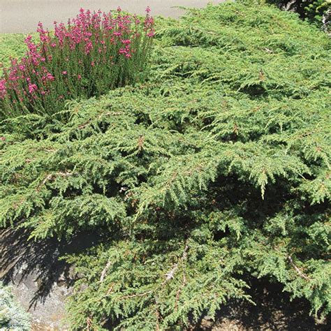 Effusa Common Juniper Foothills Nurseries