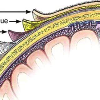 Diagram showing layers of scalp. | Download Scientific Diagram