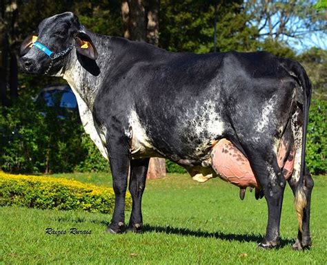 Cattle Breeds Originating In Brazil Native