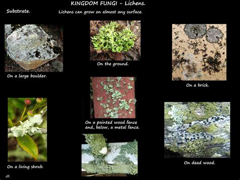 What Is A Lichen Botany Brisbane