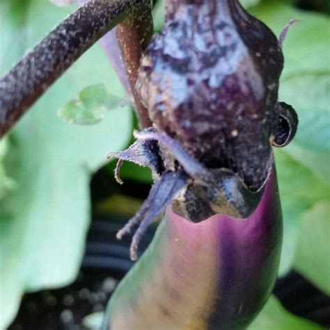 Eggplant Dying By Marschelartdesigns On Deviantart