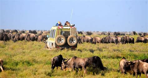 5days Tanzania Budget Camping Safari Lake Manyara Serengeti And Ngorongoro Crater From Arusha