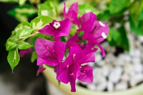 Una Planta Con Flores Moradas En Una Maceta Foto Premium