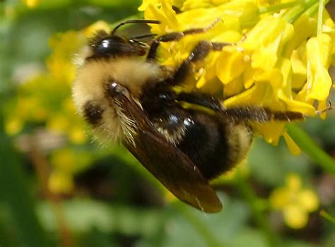 Bombus Vabans Bombus Flavidus Bugguidenet