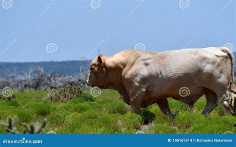 B Tail Du Charolais Dans Un Domaine Dans Le Texas Photo Stock Image