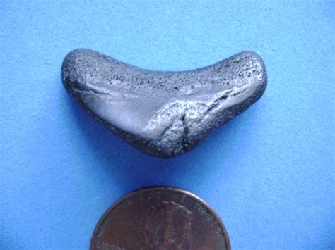 Is this a Baby Megalodon Tooth? - Fossil ID - The Fossil Forum