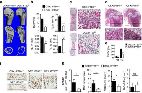 Ciliary IFT80 Balances Canonical Versus Non Canonical Hedgehog