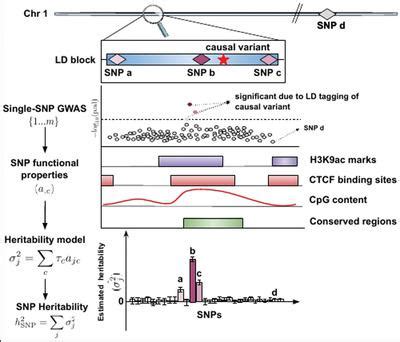 SNP Based Heritability And Selection Analyses Improved Models And New