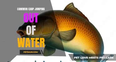 Understanding The Spawning Season Of Common Carp A Guide For Anglers