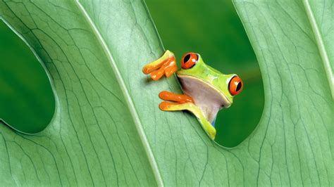 Green Frog Frog Amphibian Red Eyed Tree Frogs Hd Wallpaper Wallpaper Flare