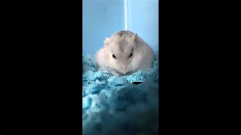 Cute Dwarf Hamsters Youtube