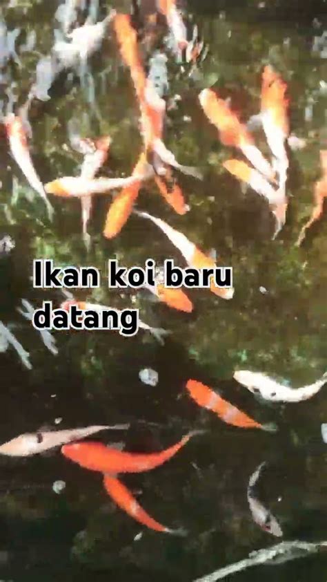 Ikan Koi Baru Datang Pasar Ikan Ungaran Youtube