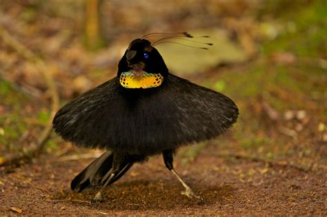 Nature Can Do That?: Western Parotia