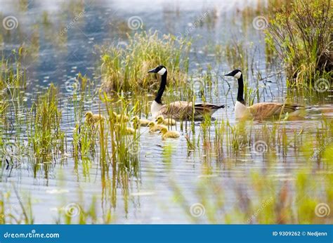 Canada Geese And Goslings Stock Photo Image Of Life Canadensis 9309262