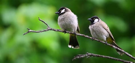 Birds Chirping 4am Free Sound Effects Animal Sounds
