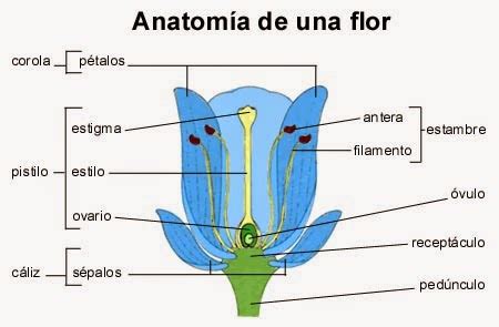 Evoluci N Del Reino Plantae Practica Evoluci N De Las Plantas