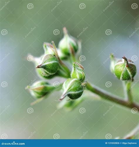 黑莓花在庭院里 库存照片 图片 包括有 工厂 开花 开花的 装饰 健康 花瓣 户外 绿色 131032826