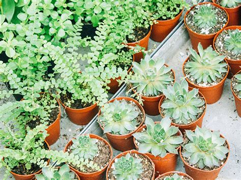 The Green Thumb Gardening Bundle | TechSpot