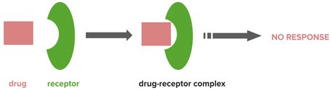 Biological Interactions Drug And Receptor Interaction Agonism And