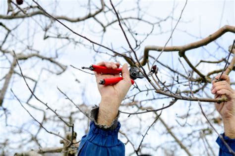 Winterschnitt Beim Apfelbaum So Machen Sie Alles Richtig