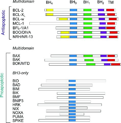 Three Subfamilies Of Bcl Related Proteins According To The Conserved