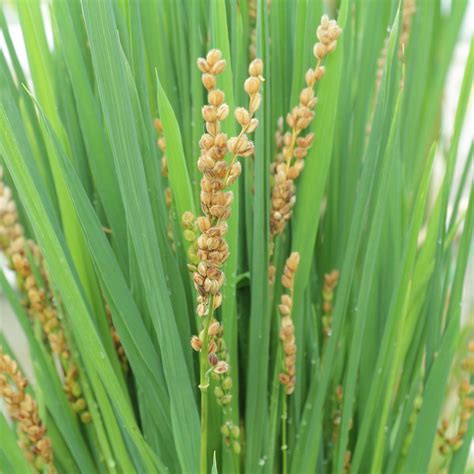 El Arroz Oryza Sativa Y Glaberrima Vida En La Tierra