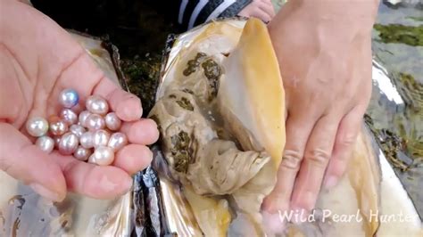 How To Get Pearls Pearl Pickers Look For Shells Open Mussels And Take