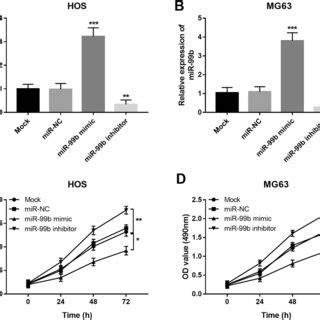 Effects Of Mir B On Cell Migration And Invasion Of Hos And Mg