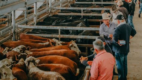 Young Cattle Why Weaners Stole The Show At Mortlake Store Sale The