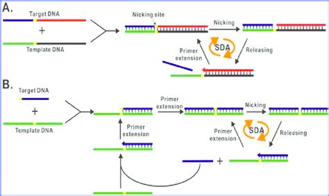 Homogeneous Binding Assays Based On Nicking Assisted Download High Resolution Scientific