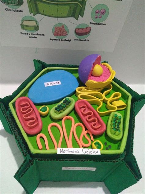 Plant Cell Project Ideas Models Plant Cells Project Ideas Cell Model