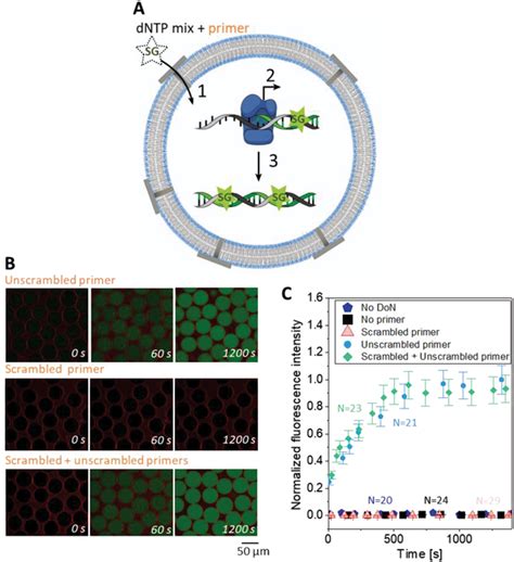 Specific Dna Duplex Formation In Guvs Permeabilized With Dons A