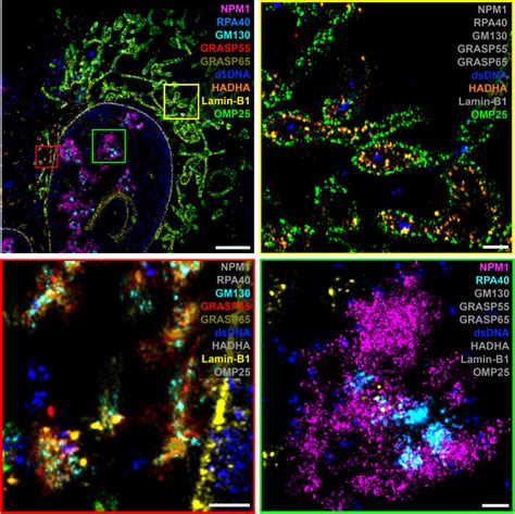 Unraveling Cellular Complexity With Transient Adapters In Highly