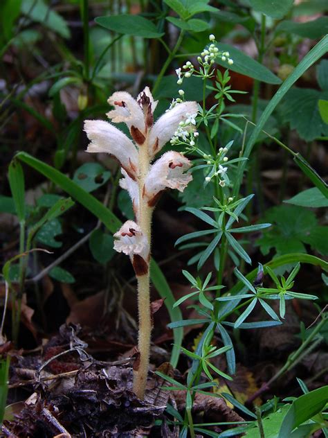 Nahuby sk Fotografia záraza obyčajná Orobanche caryophyllacea Sm