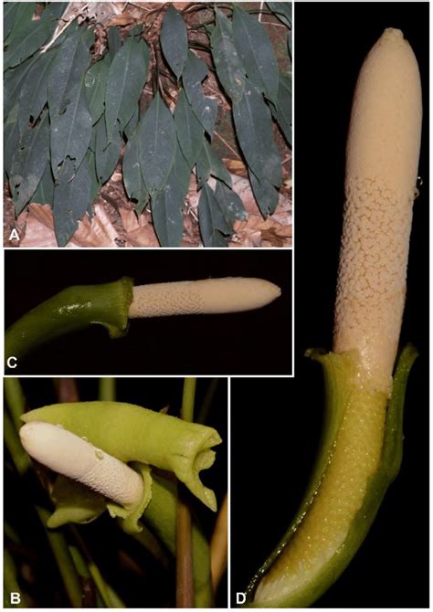 Schismatoglottis Iliata S Y Wong P C Boyce A Plants In Type Habitat