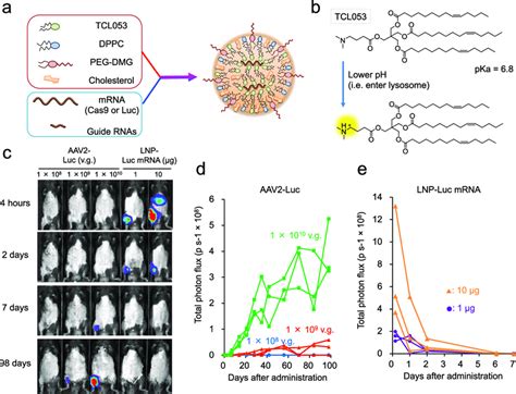 Lnp Mediated Luc Mrna Or Crispr Cas Mrna Sgrna Delivery Into Muscle