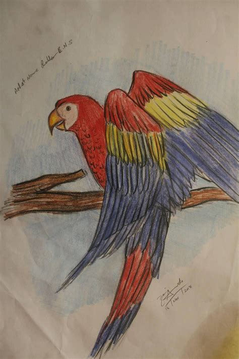 Parrot Sketch Images at PaintingValley.com | Explore collection of ...